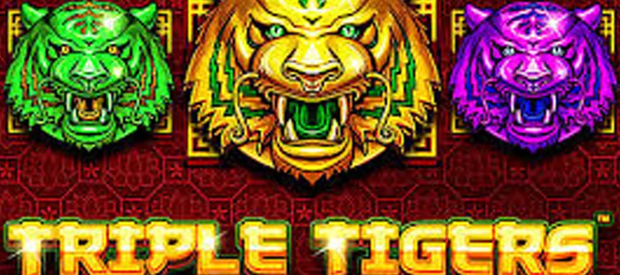 Triple Tigers Sampai Ketinggalan 203 Lawan Guys